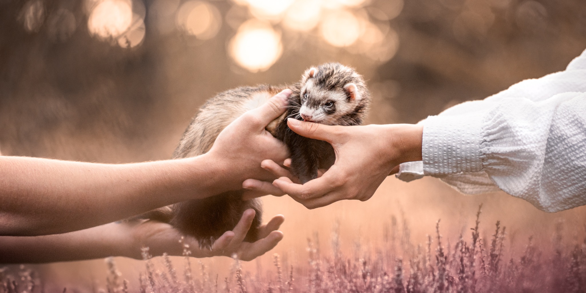 Photos pour le site web