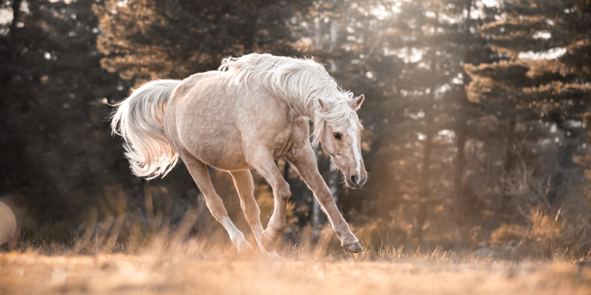 Photos pour le site web