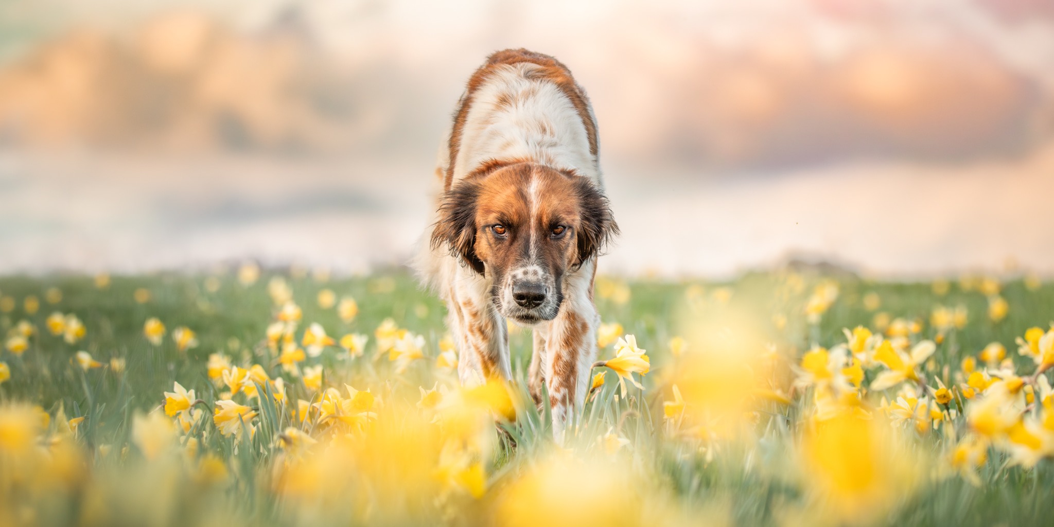 Photos pour le site web