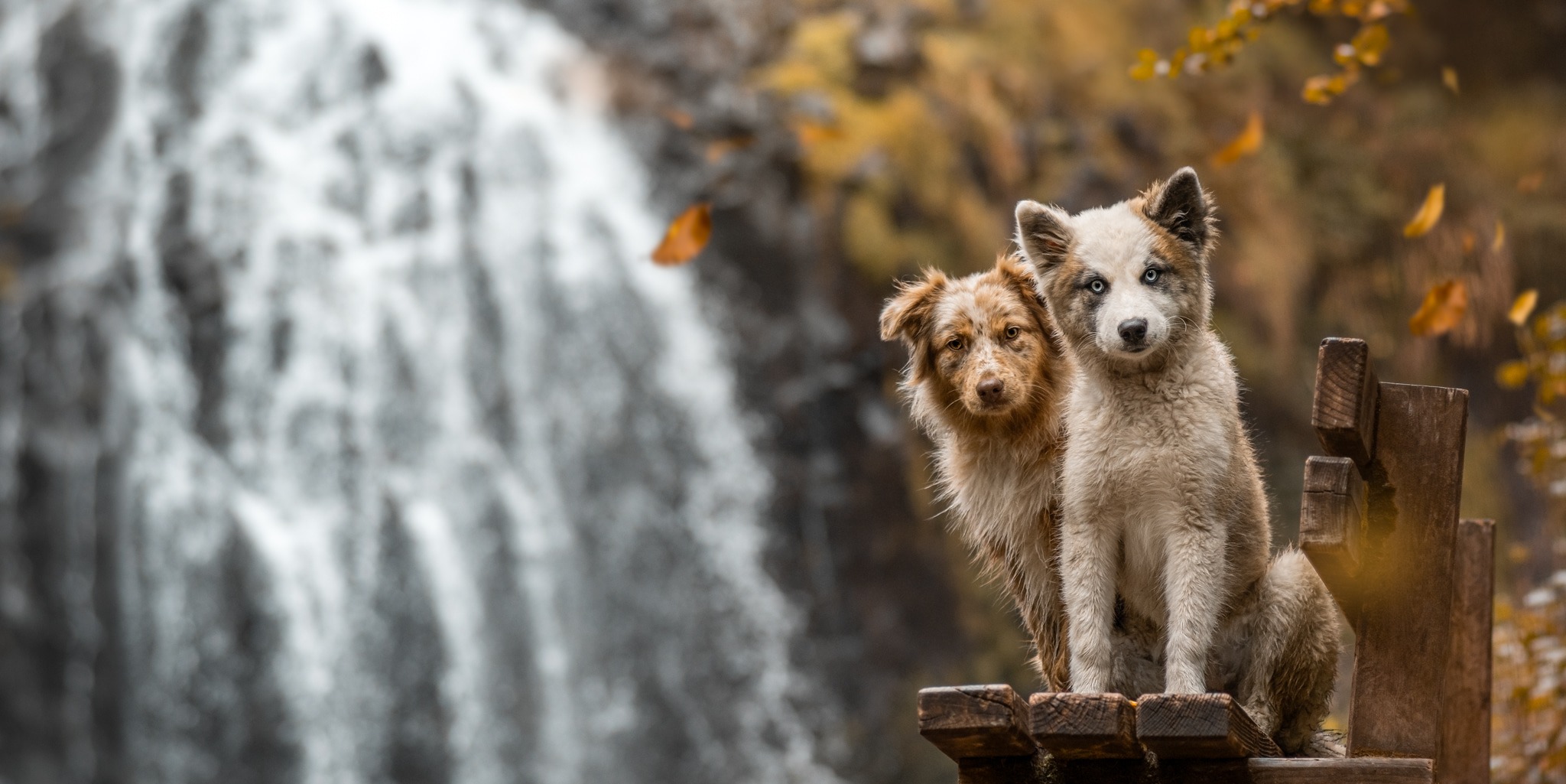 chiens-cascade-automne